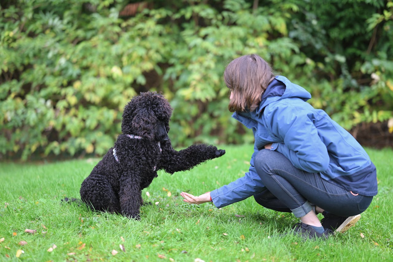 A woman in a blue jacket interacts with a black poodle, shaking hands outdoors on green grass.